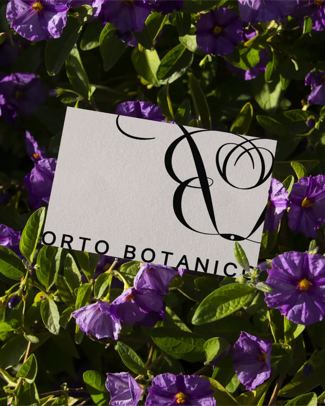 Orto Botanico cream business card with black text and logo minimalist design placed in purple flower arrangement, refined organic aesthetic